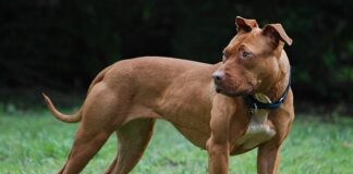 Dinaf emite ordenanzas municipales para regular tenencia de perros en el país