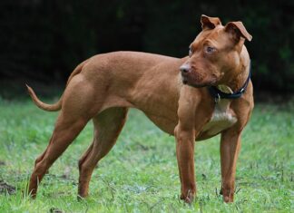 Dinaf emite ordenanzas municipales para regular tenencia de perros en el país