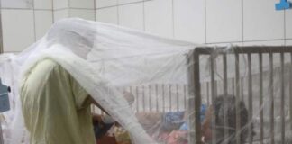 Médico advierte que SPS está invadida de zancudos y el dengue va aumentando rápidamente