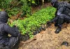 Policía destruye unas 35 mil plantas de hoja de coca y cuatro viveros en Colón