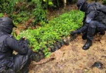 Policía destruye unas 35 mil plantas de hoja de coca y cuatro viveros en Colón