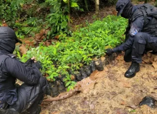 Policía destruye unas 35 mil plantas de hoja de coca y cuatro viveros en Colón
