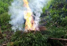 Las FFAA erradica una plantación de marihuana en Colón