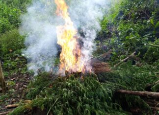 Las FFAA erradica una plantación de marihuana en Colón