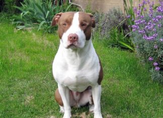 Pediatra asegura que el 70% de los ataques de perros a personas es responsabilidad de los dueños
