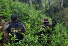 Destruyen otras dos plantaciones de 35 mil plantas de coca en Colón