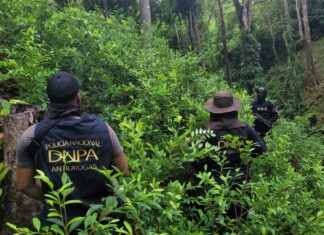 Destruyen otras dos plantaciones de 35 mil plantas de coca en Colón