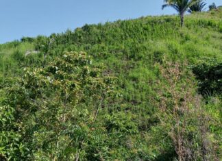 Aseguran una nueva plantación de marihuana y dos narcolaboratorios en Tocoa, Colón