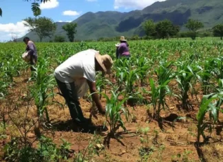 Alto costo de los fertilizantes preocupa a los productores hondureños