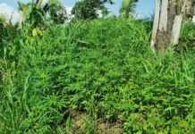 Fuerzas Armadas asegura e incinera plantación de droga en Tocoa, Colón