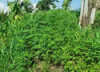 Fuerzas Armadas asegura e incinera plantación de droga en Tocoa, Colón