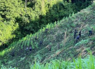 Por cuarto día seguido sigue el aseguramiento de plantaciones de marihuana en Colón
