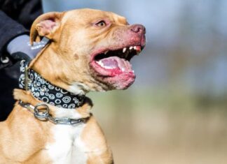 Madre de bebé atacado por pitbull en Florida pide que mascota sea sacrificada