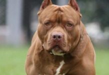 Amputan el pene a un menor tras ser mordido por un pitbull en El Paraíso