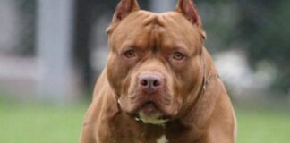 Amputan el pene a un menor tras ser mordido por un pitbull en El Paraíso