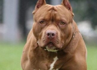 Amputan el pene a un menor tras ser mordido por un pitbull en El Paraíso