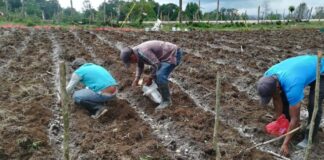 El gobierno inicia la distribución de 120 mil bonos tecnológicos para la cosecha de primera en Honduras