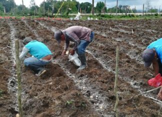 El gobierno inicia la distribución de 120 mil bonos tecnológicos para la cosecha de primera en Honduras