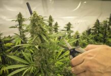 Nueva York dará fondos a las universidades públicas para promocionar la formación en cannabis