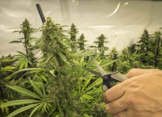 Nueva York dará fondos a las universidades públicas para promocionar la formación en cannabis