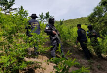 Condenan a más de 11 años de cárcel a cinco narcos por cultivo de 86 mil arbustos de coca en Colón