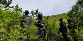 Honduras decomisa 560.000 arbustos de hoja de coca y químicos para fabricación de drogas