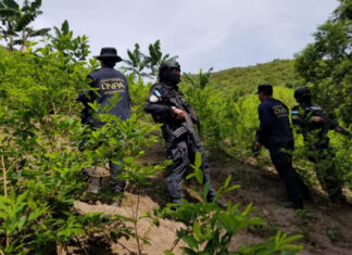 Honduras decomisa 560.000 arbustos de hoja de coca y químicos para fabricación de drogas