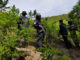 Honduras decomisa 560.000 arbustos de hoja de coca y químicos para fabricación de drogas