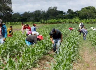 Gobierno hondureño inyectará 100 millones de lempiras para financiar Cajas de Ahorro y Créditos