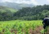 Agentes policiales aseguran cultivos con arbustos de hoja de coca en Patuca, Olancho