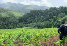 Agentes policiales aseguran cultivos con arbustos de hoja de coca en Patuca, Olancho