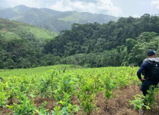 Agentes policiales aseguran cultivos con arbustos de hoja de coca en Patuca, Olancho