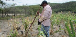 Según el OBSAN, unos 2.2 millones de hondureños se encuentran en crisis de seguridad alimentaria