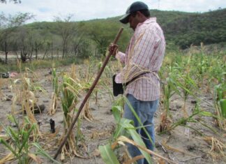 Según el OBSAN, unos 2.2 millones de hondureños se encuentran en crisis de seguridad alimentaria