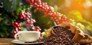Productores nacionales manifiestan que exportación del café hondureño ha caído en un 14%