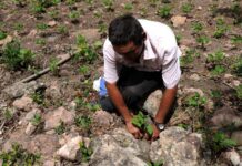 EEUU ayudará a Honduras ante el elevado costo de los fertilizantes que impacta en el precio de los alimentos