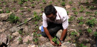 EEUU ayudará a Honduras ante el elevado costo de los fertilizantes que impacta en el precio de los alimentos