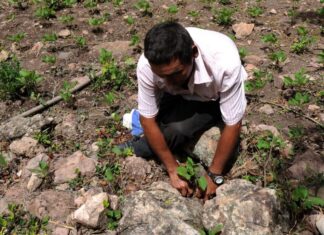 EEUU ayudará a Honduras ante el elevado costo de los fertilizantes que impacta en el precio de los alimentos