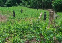 Las FFAA erradican casi un millón de arbustos de coca, precursores, narcolaboratorios y viveros en Colón
