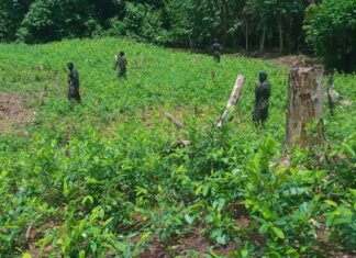Las FFAA erradican casi un millón de arbustos de coca, precursores, narcolaboratorios y viveros en Colón