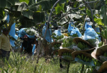 Unos 900 hondureños pierden empleos tras cierre de fincas bananeras