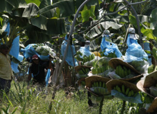 Unos 900 hondureños pierden empleos tras cierre de fincas bananeras