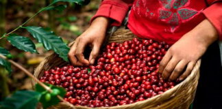 Agricultura de EE. UU. beneficia a productores hondureños de café con crédito de 2 millones de dólares