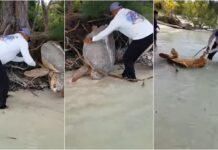 Hombre libera a una tortuga marina en Utila