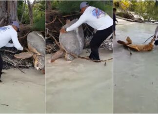 Hombre libera a una tortuga marina en Utila
