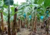 Dos fincas bananeras cierran en la zona norte, confirma presidente de Asociación de Productores de Banano