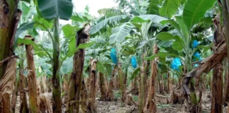 Dos fincas bananeras cierran en la zona norte, confirma presidente de Asociación de Productores de Banano