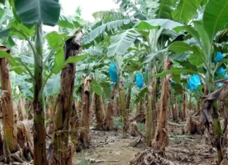 Dos fincas bananeras cierran en la zona norte, confirma presidente de Asociación de Productores de Banano