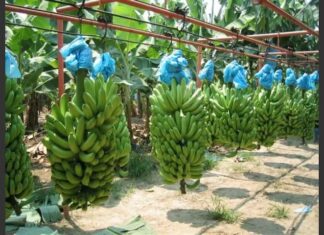 Invasión de tierras en Honduras reduce exportación de banano en un 50%