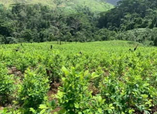 Narcotraficantes descombran montañas del Parque Nacional de Patuca para sembrar coca